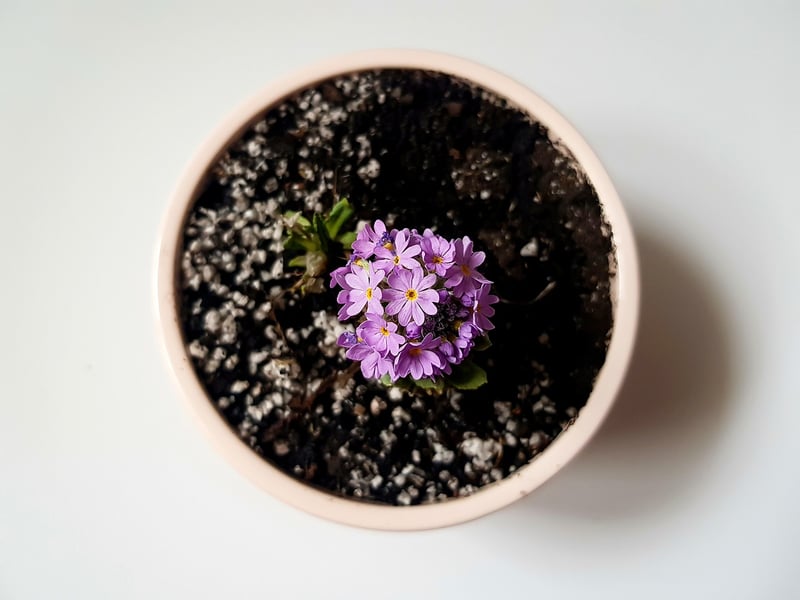 Indoor Plant Decor